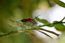 老蛙（LAOWA）90mm f2.8微距鏡頭全畫幅兩倍放大倍率APO復消色差微單無反 標配 尼康微單Z卡口 曬單實拍圖