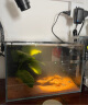YEE鱼缸金晶超白鱼缸客厅桌面小鱼缸玻璃草缸龟缸家用小型生态金鱼缸  300*170*200【过滤套餐】 实拍图