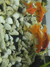 利口福金魚蘭壽專用飼料藍(lán)綠螺旋藻增色小型觀賞魚小顆粒魚食魚糧 蘭壽金魚增色飼料300ml 緩沉型 曬單實拍圖