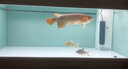 印尼紅龍魚活體魚辣椒紅龍超血紅龍金龍魚活魚龍魚小魚熱帶觀賞魚 極品——加里曼丹紅龍【包發(fā)色】 16-18cm【證書芯片齊全】包發(fā)色 曬單實拍圖