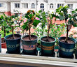 三角梅苗三角梅花卉室內(nèi)陽(yáng)臺(tái)植物盆栽陽(yáng)臺(tái)地栽重瓣爬藤盆景大苗 長(zhǎng)期長(zhǎng)久 四季循環(huán)開花 洛里斯3年苗 默認(rèn) 曬單實(shí)拍圖