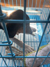 鹿角旺鹿角磨牙棒狗狗磨牙寵物比熊柴犬柯基中小型犬潔齒零食 Ma鹿角S剖面(犬≤5kg)50g 曬單實(shí)拍圖