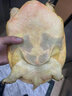 安峰山現(xiàn)殺甲魚(yú)食用鮮活外塘放養(yǎng)王八老鱉水魚(yú)團(tuán)魚(yú)真空包裝活殺去膜 宰殺好凈重0.5-0.8童子甲魚(yú) 曬單實(shí)拍圖