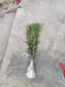 雀舌羅漢松米葉羅漢松小葉羅漢松盆景名貴樹(shù)木迎客松庭院室內盆栽樹(shù)樁造型苗 小苗50-60高 不含盆 曬單實(shí)拍圖