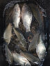 2020新品餌料鯽魚(yú)餌料120克射香鯽果香鯽 麝香鯽3包 曬單實(shí)拍圖