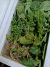 采緹農家新鮮蘿卜葉子白蘿卜纓子小蘿卜菜苗五行湯原料韓國泡菜 白蘿卜葉3斤 曬單實(shí)拍圖