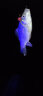 微笑鲨322 夜钓灯钓鱼灯变焦感应上饵灯蓝紫光多功能强光手电筒四光源探照灯 实拍图