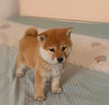 旺狗財(cái)貓柴犬幼犬活體日系日本柴犬活體純種寵物狗豆柴犬幼犬 寵物級 黃色C 弟弟 曬單實(shí)拍圖