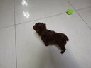 嘉瑰泰迪幼犬灰泰迪純種泰迪狗活犬寵物狗狗活體巨貴貴賓犬茶杯犬 寵物級 灰色 曬單實拍圖