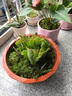 嫁接老漢蟹爪蘭苗新品種帶花苞盆栽陽(yáng)臺(tái)植物四季多色花卉 14杏色黃8顆 不含盆 曬單實(shí)拍圖