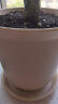 九千谷 仿陶瓷树脂花盆高款米白色2个装 种植盆室内阳台办公室花卉绿植兰花玫瑰花盆 口径21cm中号含托6003 晒单实拍图