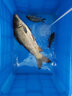 狼王海竿遠投竿拋竿全套裝備組合釣魚(yú)竿超硬拋竿單竿海桿甩桿裸竿瑞麗 3.6m 瑞麗+2000型紡車(chē)輪+九禮包 曬單實(shí)拍圖