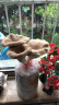 花e流 食用菌棒菌种菌包平菇食用蘑菇农产品蘑菇菌种植多肉植物阳台 平菇袋装 实拍图