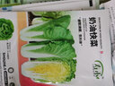 壽禾 當季蔬菜種子大全秋冬季適合9-12月種植 快菜種子10g 曬單實(shí)拍圖