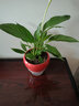 繽賢白掌盆栽水培植物辦公室內(nèi)花卉好水養(yǎng)的綠植四季開花鴻運當頭一帆 精品白掌1株(原盆)+營養(yǎng)液 含盆 曬單實拍圖