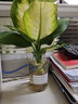 花友瑪麗安粉黛萬(wàn)年青盆栽桌面水培花卉辦公室綠植銀皇后 2顆瑪麗安+ins瓶 曬單實(shí)拍圖