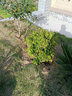 鹿凌青庭院綠籬植物造型樹(shù)小葉黃楊樹(shù)苗瓜子黃楊球盆景四季長(cháng)青冬青樹(shù)苗 【黃楊毛球】冠幅60厘米球形 50cm(含)-60cm(不含) 曬單實(shí)拍圖