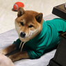 新款套頭狗狗衛衣泰迪比熊雪納瑞法斗柯基柴犬巴哥犬斗牛犬秋冬裝保暖衣服 綠色款 L-約15-20斤穿 曬單實(shí)拍圖