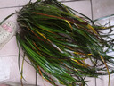 江影清菖蒲草虎香味水培苗綠植物盆景須花卉微景觀(guān)辦公盆栽附石昌蒲 中窩(20-30苗左右) 不含盆 曬單實(shí)拍圖