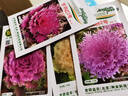 京研羽衣甘藍種子觀(guān)賞彩色甘藍葉牡丹耐寒抗凍可食用陽(yáng)臺盆栽蔬菜籽孑 京冠白2號 約100粒 曬單實(shí)拍圖