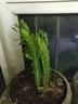 中夢龍骨樹 多頭龍骨植物盆栽大型帶盆青色多頭霸王鞭仙人類樹z9 大龍骨一青加一紫(高20-25cm) 一次性育苗盆 含盆 曬單實(shí)拍圖