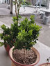傾顏 四季米蘭花盆栽苗香花植物室內花香味四季很香香的花卉綠植盆栽 4年苗(帶花苞發(fā)) 不含盆 曬單實(shí)拍圖