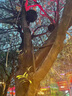 星速ed投光燈射燈戶外防水照樹燈景觀燈綠化庭院花園七彩鳥巢鳥窩燈 暖光 12W(面經(jīng)200mm) 曬單實(shí)拍圖