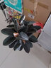 御卉閣 室內客廳綠植花卉盆栽 觀(guān)葉綠色植物 黑金剛 橡皮樹(shù) 高檔大型綠植盆栽 不含盆 橡皮樹(shù) 40-50高5棵 曬單實(shí)拍圖