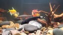樂淘逸寵熱帶觀賞魚魔鬼羽毛刀魚活體線翎電鰻黑魔鬼魚黑羽毛魚 5-6cm魔鬼刀1條 曬單實(shí)拍圖
