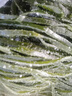 東方態(tài)美大連海麻線下鍋爛海青菜 新鮮冷凍海麻線包子紫菜海線 海麻線2斤 曬單實(shí)拍圖
