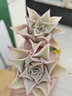 迎虞花苑多肉植物餃子皮新品韓國新品貴貨多肉好養花卉綠植多肉餃子皮苗 餃子皮單頭5-6厘米 曬單實(shí)拍圖