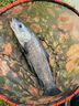 艾尚博悅 魚(yú)鉤進(jìn)口伊豆散裝有倒刺歪嘴魚(yú)勾鯽鯉青草魚(yú)釣鉤針漁具配件 伊豆無(wú)倒刺（50枚入） 9號 曬單實(shí)拍圖