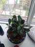 飛沭重瓣沙漠玫瑰多肉奇趣植物老樁耐旱花卉綠植盆栽當(dāng)年開花 王室公主 中型苗 曬單實(shí)拍圖