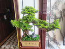 樸記  新中式仿真迎客松盆景擺件客廳酒店茶室樣板板間玄關(guān)柜假樹(shù)植物盆栽造景裝飾品 紫砂方盤(pán)L88-假山-崖柏葉 曬單實(shí)拍圖