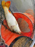 帕魯斯魚(yú)線(xiàn)激光飛磕線(xiàn)拉力好釣魚(yú)線(xiàn)拉力子線(xiàn)釣線(xiàn) 激光飛磕線(xiàn)30米子線(xiàn)(透明色) 0.6號 曬單實(shí)拍圖