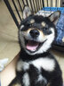 養(yǎng)只寵物（YOUNGER PET）狗狗鞋子防水鞋幼犬金毛鞋套泰迪小狗腳套比熊犬硅膠雨靴寵物雨鞋 淺綠色 L【長6cm*寬4.7cm】建議8-18斤 曬單實(shí)拍圖