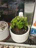 金麒麟盆栽 玉麒麟盆栽 綠植花卉 麒麟掌 多肉防植物 麒麟掌 不含盆 曬單實拍圖
