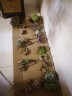 轩林美 一元 植物盆栽 阳台室内盆栽肉肉植物老桩 办公室创意绿植花卉 黑玫瑰（6cm左右大棵） 实拍图