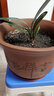 君子蘭苗室內(nèi)綠植花卉高檔植物室內(nèi)盆景蘭花盆栽君子蘭盆栽君子蘭大小苗蘭花苗 白梅花 4到6片葉子 曬單實(shí)拍圖