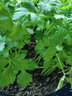 壽禾 芹菜種子香芹四季山芹陽(yáng)臺盆栽種菜蔬菜種秋冬季菜種籽 西芹種子5g+秧20棵 曬單實(shí)拍圖
