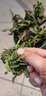 九層塔盆栽陽臺室外金不換可食用香草香料植物四季常青薄荷羅勒葉 九層塔 含盆 曬單實拍圖
