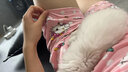 TULX睡衣女夏季新款日系短袖可愛卡通學生大碼寬松開衫家居服套裝薄款 389#波點凱蒂貓 L 100-115斤 曬單實拍圖