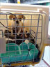 玄寵吉娃娃犬幼犬幼崽純種寵物狗狗吉娃娃狗小型犬 寵物級(jí) 公 曬單實(shí)拍圖