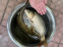 川澤水晶尾浮漂硬尾醒目加粗高靈敏納米野釣行程鯽魚漂鯉魚抗走水浮標(biāo) NS-05(粗尾)綜合鯽鯉 鉛1.6-2.4g 2號(hào)逆光可視醒目水晶尾 曬單實(shí)拍圖