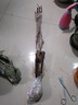 葡萄苗基地直銷(xiāo)葡萄樹(shù)苗盆栽 庭院爬藤果樹(shù)苗盆栽地栽葡萄苗當年結果南方北方種植 戶(hù)太八號 2年小苗 曬單實(shí)拍圖
