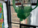Nuby努比嬰兒學(xué)飲杯吸管杯防漏兒童水杯帶手柄360度寶寶魔術(shù)杯 天鵝 240ml 曬單實拍圖