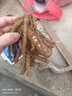 嘉巖 菏澤荷包牡丹花苗盆栽地栽四季室內客廳庭院陽(yáng)臺耐寒多年生草本植物花卉綠植 淡紫 2年根 曬單實(shí)拍圖