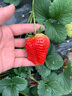 瑤草奇花草莓苗奶油地栽四季結果盆栽食用秧苗特大棚露天陽(yáng)臺種植當年結果 黑色育苗盆2盆 曬單實(shí)拍圖