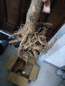 歐悟陽山水蜜桃樹苗 嫁接桃樹苗 盆栽地栽南方北方種植庭院陽臺果樹苗 6年苗【結(jié)果多多】 曬單實拍圖