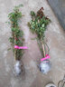 清韻伊人 月季花苗爬藤薔薇月季花樹(shù)陽(yáng)臺盆栽花卉庭院爬墻植物四季開(kāi)花 蒂娜 中苗90-100厘米高 曬單實(shí)拍圖